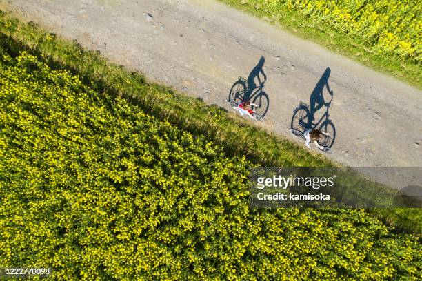 菜種畑間の空のアスファルト道路上の自転車の影の空中写真 - bike flowers ストックフォトと画像
