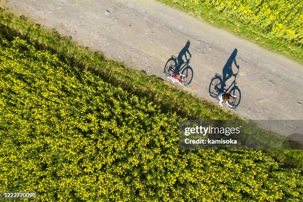 aerial view of bicycle shadows on the empty asphalt road between rapeseed field - bicycle flowers stock pictures, royalty-free photos & images