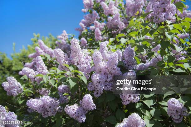 lilac blossom background - purple lilac stock pictures, royalty-free photos & images
