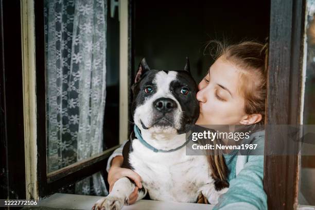 hund und junge frau schauen aus einem hausfenster - pitbull stock-fotos und bilder