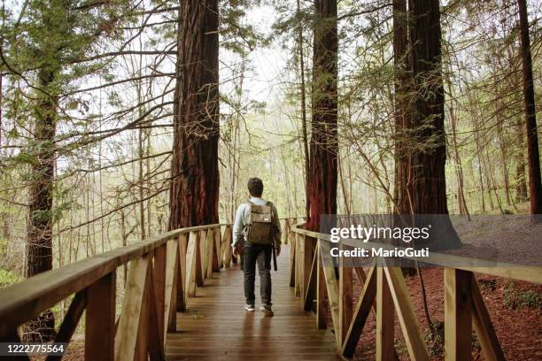 junger mann mit rucksack im wald - redwood forest stock-fotos und bilder
