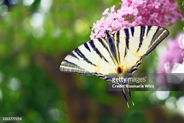 scarce swallowtail on buddleia - dappled sunlight stock pictures, royalty-free photos & images