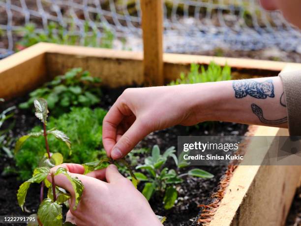 woman's hands gardening mint - kräuter stock-fotos und bilder