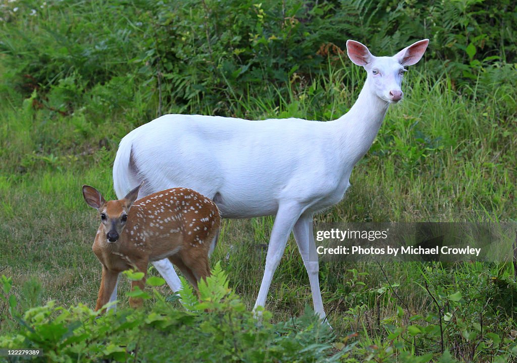 Baby deer with mother deer in forest