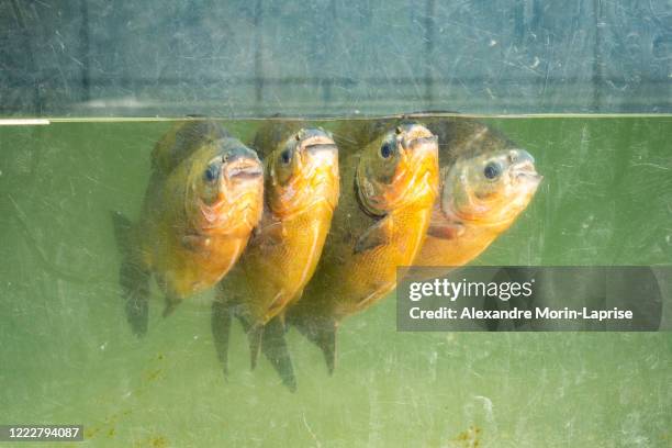 four tambaqui/pacu tropical fishes sticking close together in an aquarium - pacu fish stock pictures, royalty-free photos & images
