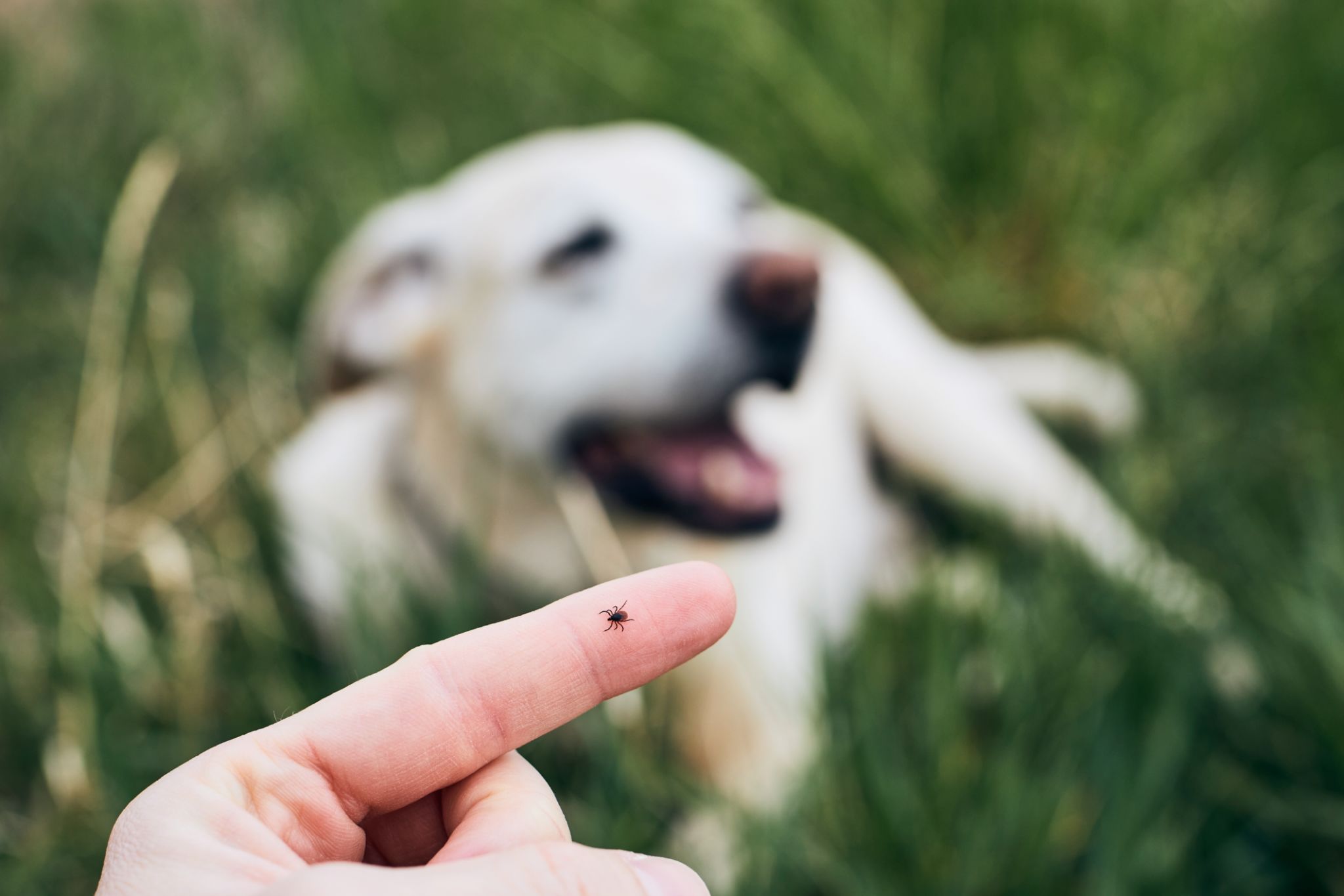 dog tick