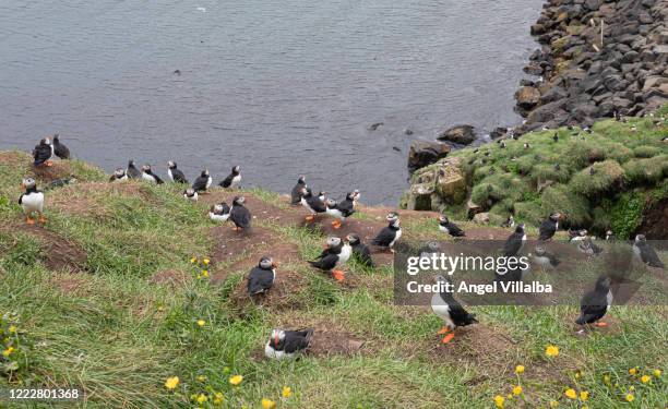 iceland. puffins - angel island stock-fotos und bilder