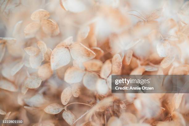 double exposure hydrangea flowers dried - autumn flowers stock pictures, royalty-free photos & images