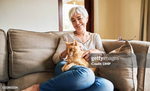 sie ist eine stolze katze - old woman cat stock-fotos und bilder