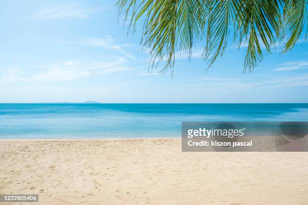 scenic view of tropical paradise beach and palm leaf against blue sky . - spiaggia foto e immagini stock