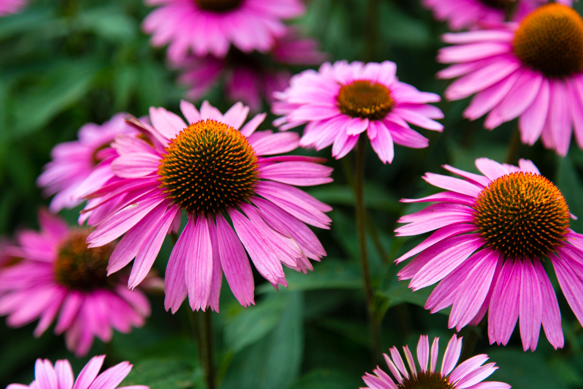 echinacea plant