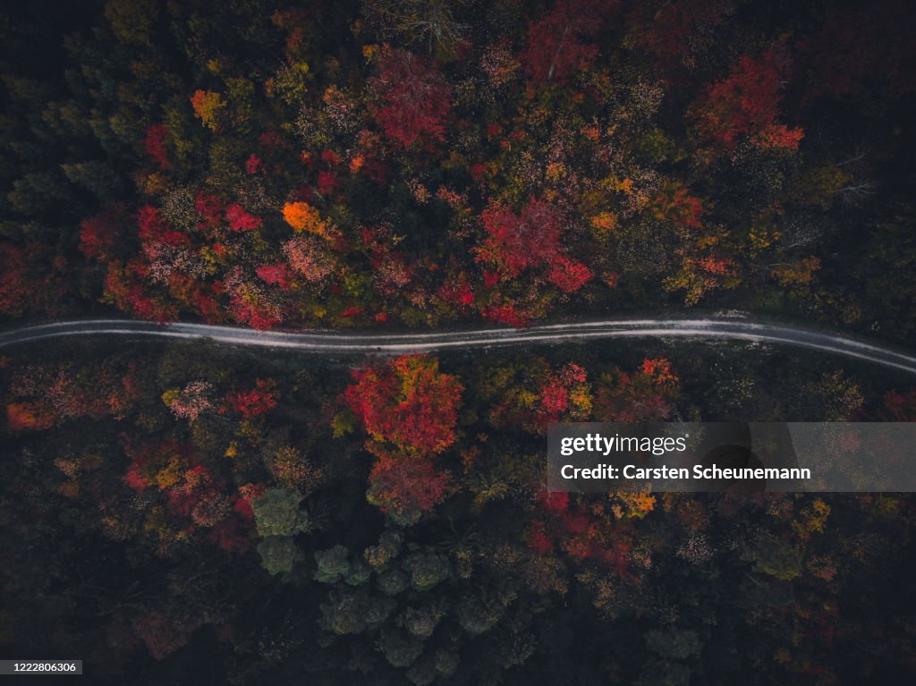 Weg durch Herbstwald