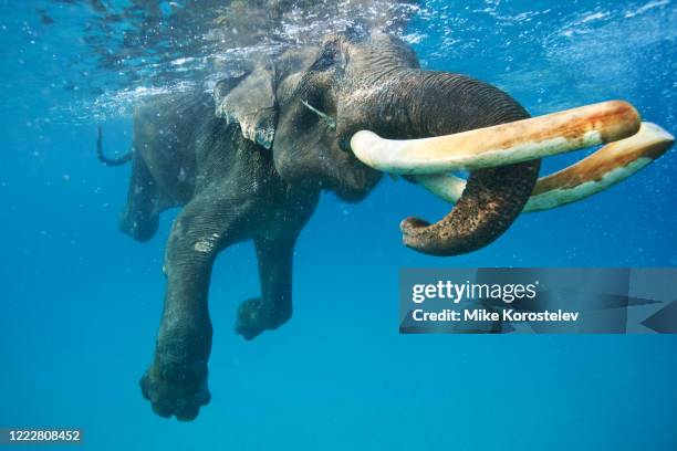 underwater elephant - funny elephant 個照片及圖片檔