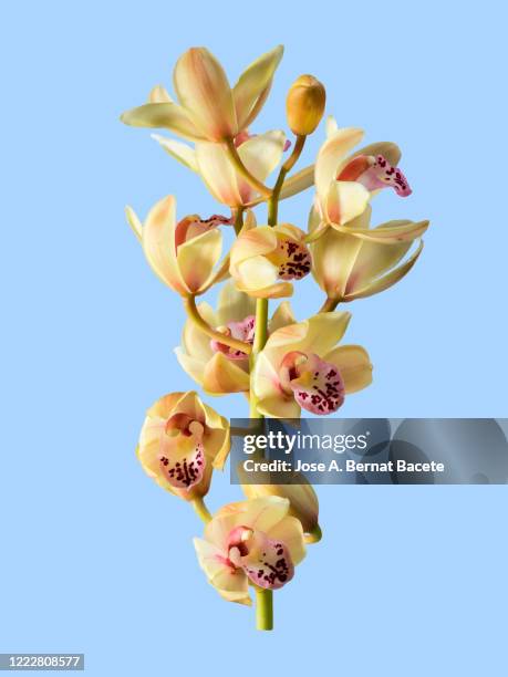 branch of orchids (ophrys cymbidium) studio shot on a blue background. - arrangements of flowers stock pictures, royalty-free photos & images