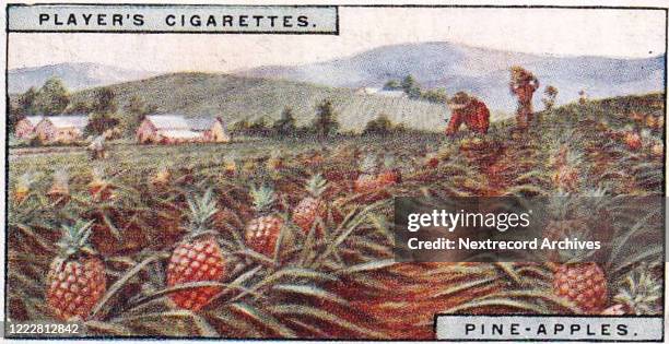 Vintage illustrated collectible tobacco card from the Products of the World series published in 1928 by John Player and Sons Cigarettes, depicting...