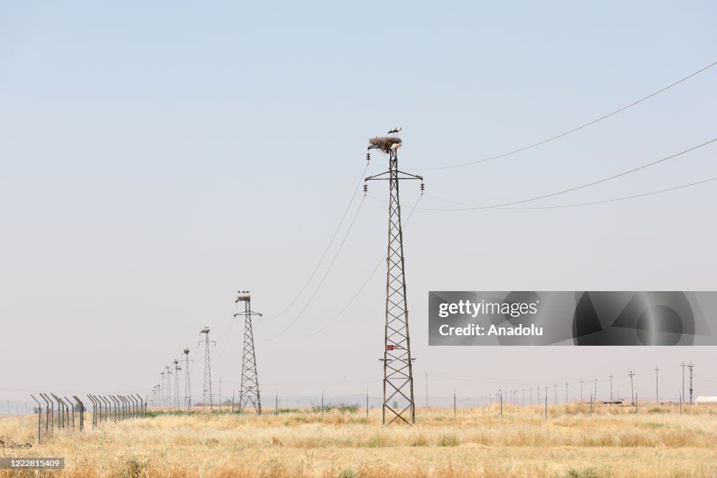 Storks' nest on the top of electric poles in Duhok