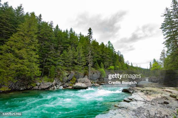 lincoln creek flowing water landscape in glacier national park montana usa - swan imagens e fotografias de stock