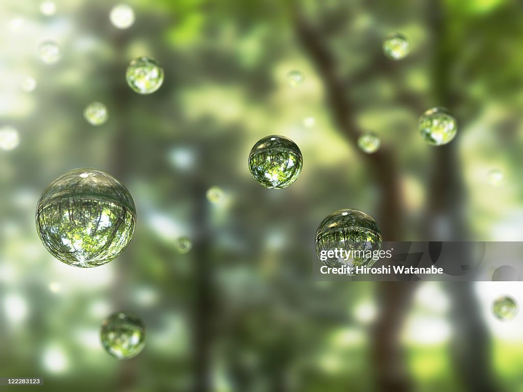 Water drops in the forest
