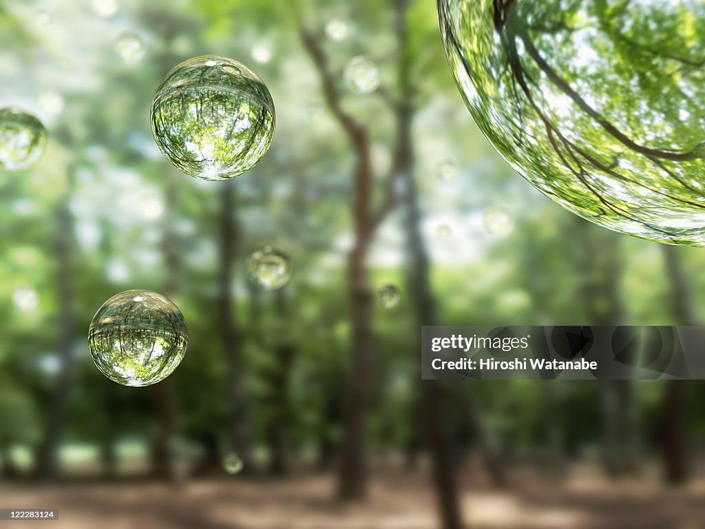 Water drops in the forest