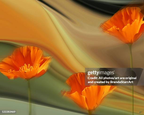 Poppy Flowers High-Res Stock Photo