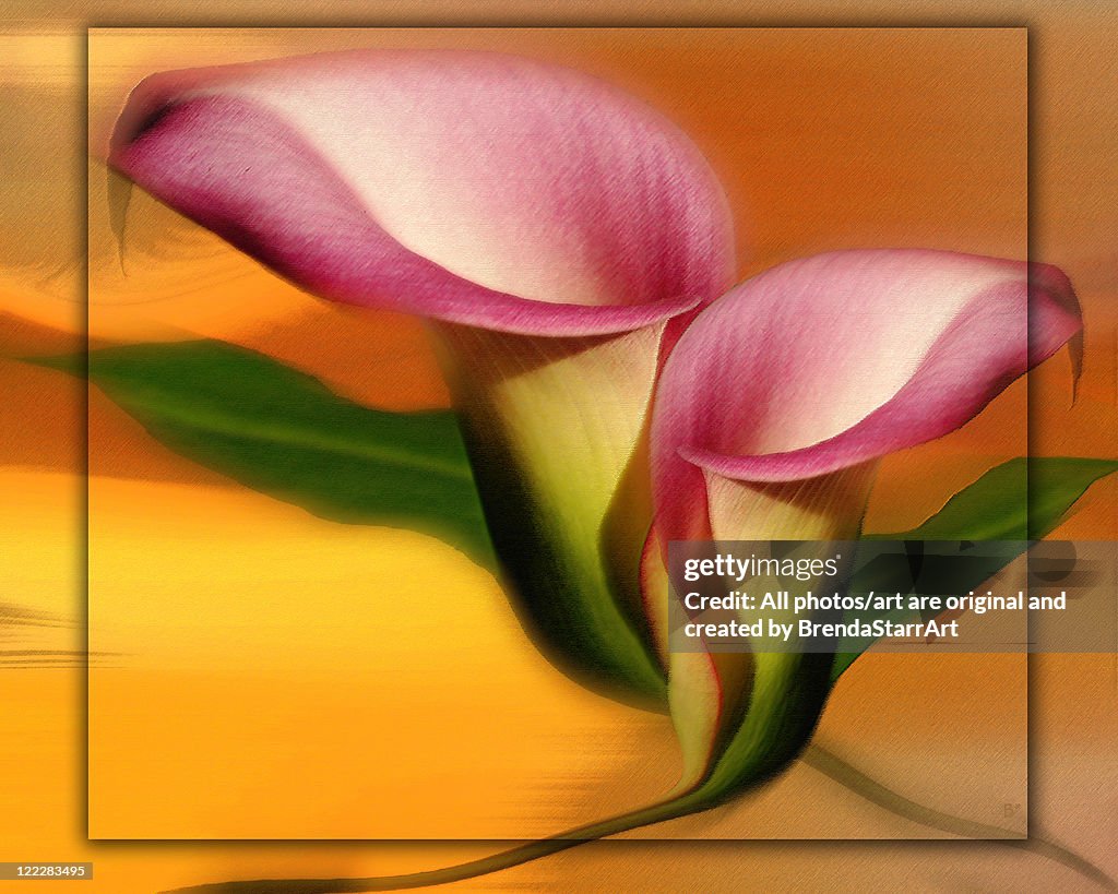 Lilies