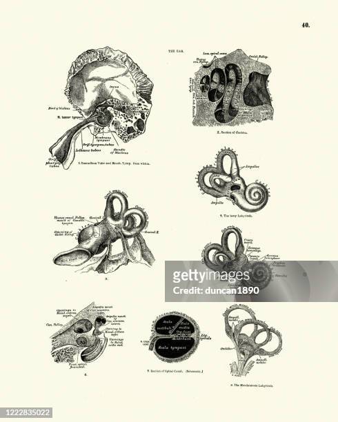 human anatomy, ear, cochlea, labyrinth, victorian anatomical drawing - cochlea stock illustrations