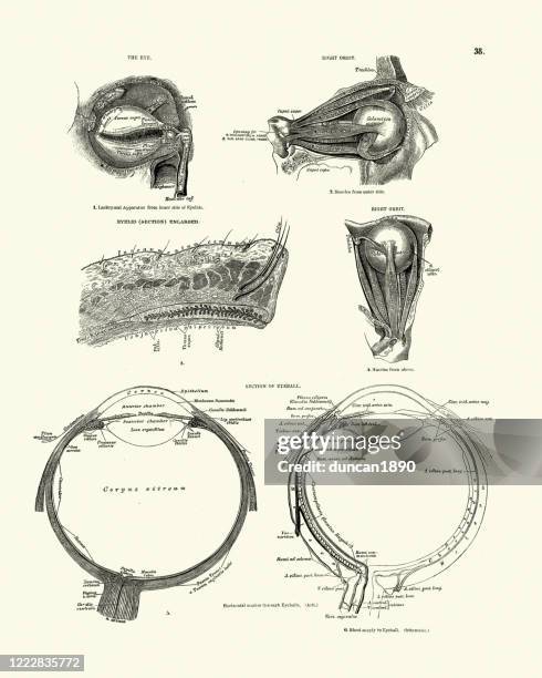 human anatomy, eye, eyeball, eyelid, victorian anatomical drawing - lid stock illustrations stock illustrations