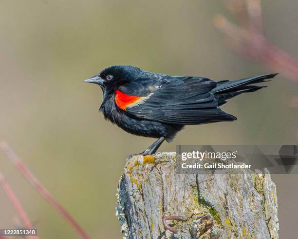 red winged blackbird - rotschulterstärling stock-fotos und bilder