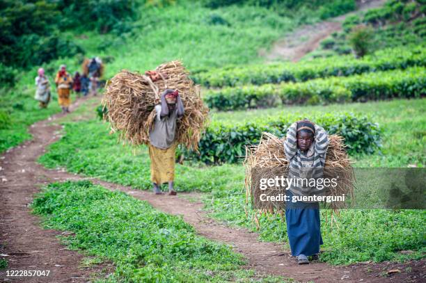 mother and daughter are carrying a heavy load, batwa pygmies, dr congo - twa stock pictures, royalty-free photos & images