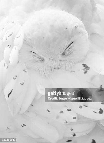 nival owl - jorge miguel blázquez fotografías e imágenes de stock