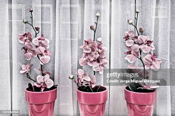 orquideas - jorge miguel blázquez fotografías e imágenes de stock