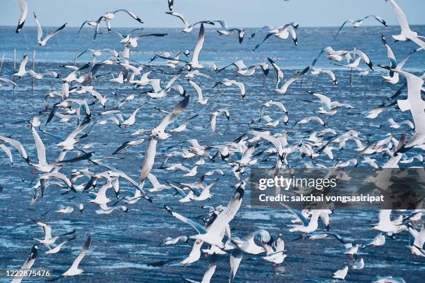 large group of seagulls flying above sea against sky - a flock of seagulls stock pictures, royalty-free photos & images