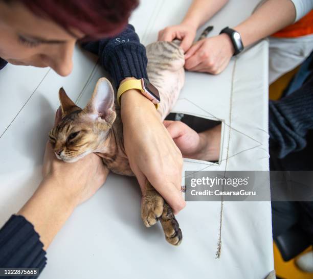 tierarzt dirigieren ultraschall für katzen liegen auf ihrer seite nehmen bilder von herz - stock photo - echokardiogramm stock-fotos und bilder