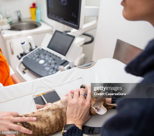 female cat owner brought her devon rex cat to routine ultrasound check up at veterinarians office - stock photo - cardiomyopathy stock pictures, royalty-free photos & images