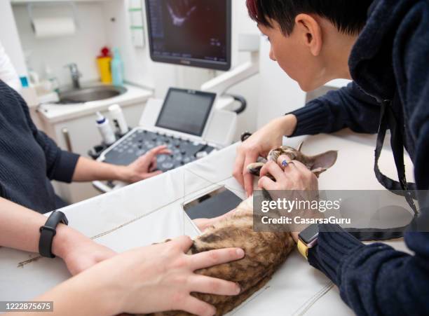 tierärzte durchführen eine ultraschall-echokardiogramm-untersuchung einer hauskatze - stock photo - echokardiogramm stock-fotos und bilder