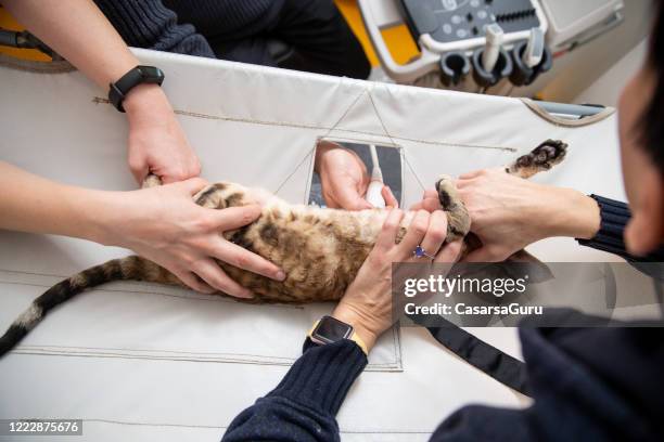 tierarzt büro mit menschen halten unten sedierte hauskatze ultraschall-scan auf speziellen tisch für das scannen durchführen - stock photo - echokardiogramm stock-fotos und bilder