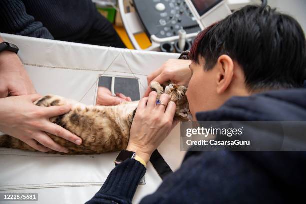 hauskatze mit ultraschall-scan in veterinäramt, um routine-check-up für herzkrankheiten zu bekommen - stock photo - echokardiogramm stock-fotos und bilder