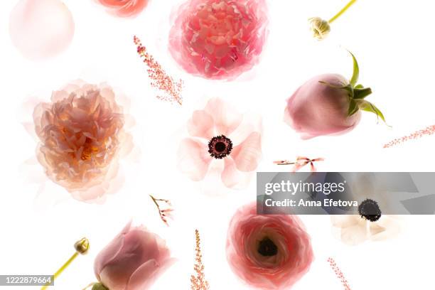 spring background with pastel flowers - herbarium stock pictures, royalty-free photos & images