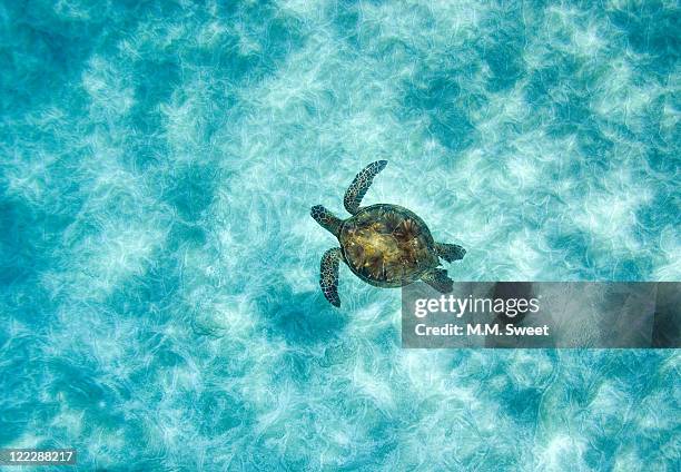 green sea turtle in under water - turtle stock-fotos und bilder