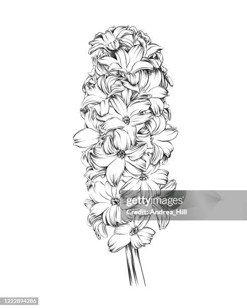 ilustrações, clipart, desenhos animados e ícones de caneta vetorial de flor de jacinto e esboço de tinta. ilustração vetorial eps10 - hyacinthus orientalis