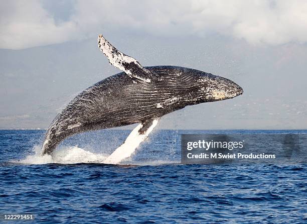 whale breaching - humpbacks imagens e fotografias de stock