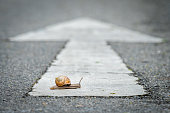a snail crossing a road