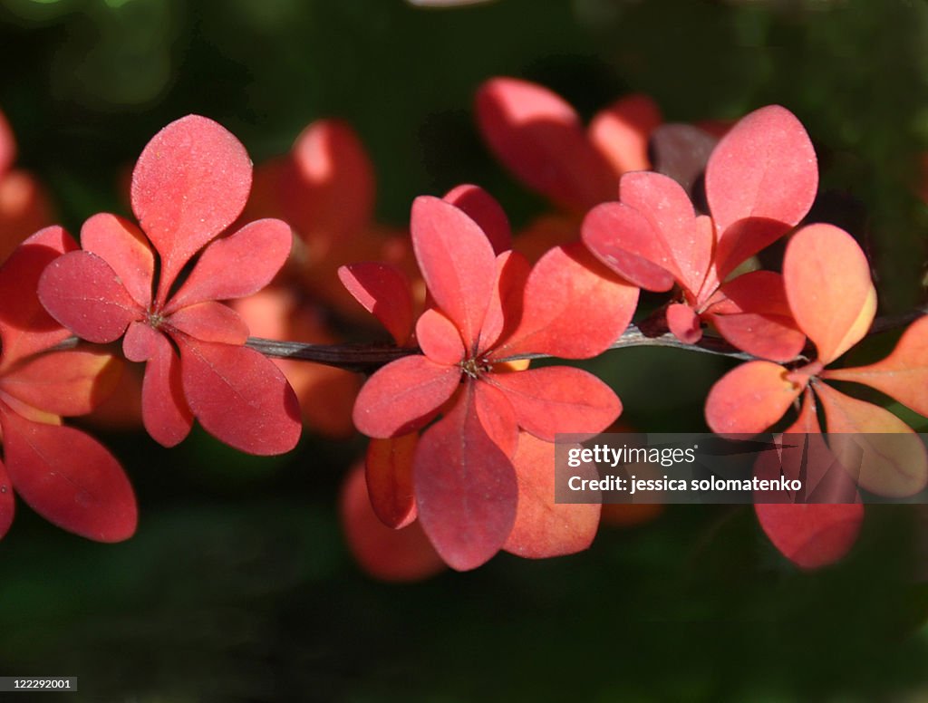Red leaves of berberis
