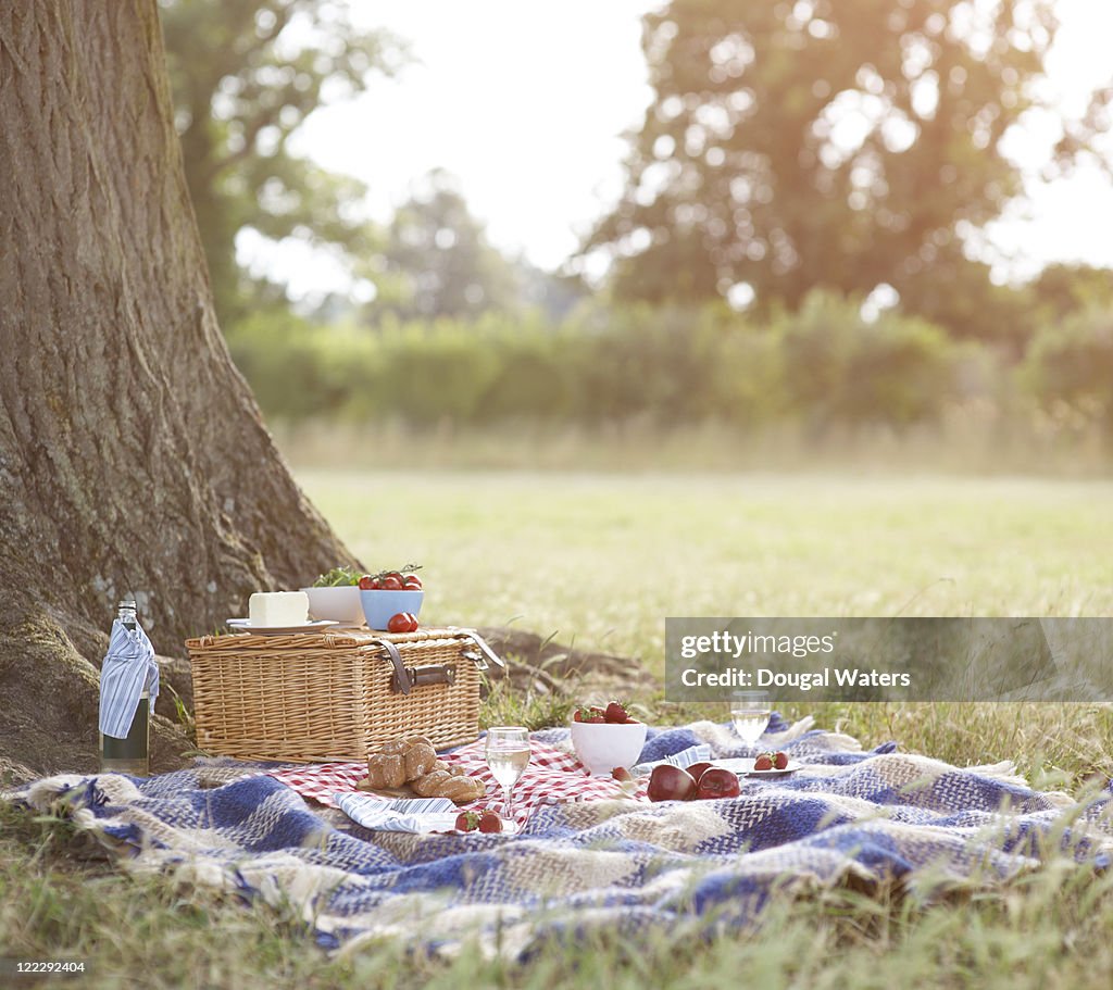 Picnic and hamper beside tree in meadow.