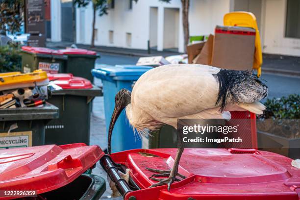 bird scavengers food from rubbish bins - ibis bird stock pictures, royalty-free photos & images