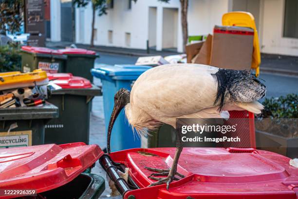 bird scavengers food from rubbish bins - ibis stock pictures, royalty-free photos & images