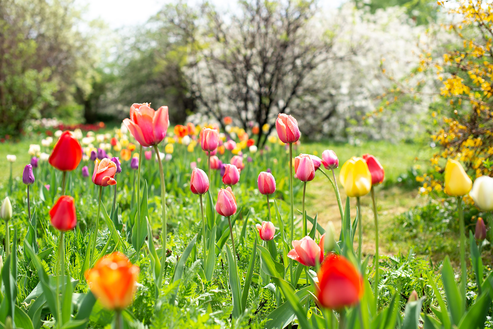 tulip garden