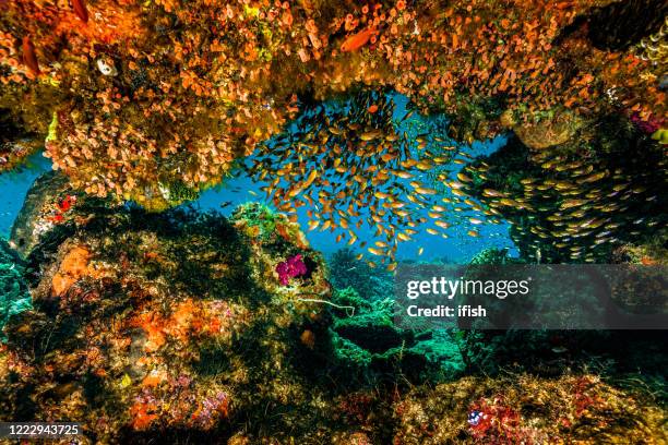 ventana de arrecife con peces cardinales de cola de golondrina verulux cypselurus, parque nacional de komodo, indonesia - komodo fotografías e imágenes de stock