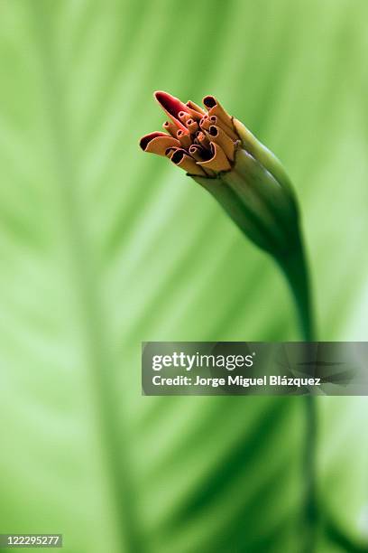 flower bud - jorge miguel blázquez fotografías e imágenes de stock