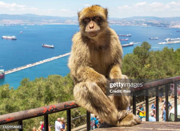 barbary macaque, living free on the rock of gibraltar (gibraltar/ uk) - rock of gibraltar stock-fotos und bilder